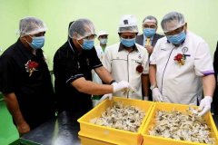 马来西亚农业部：2023年月产100吨燕窝,该部门