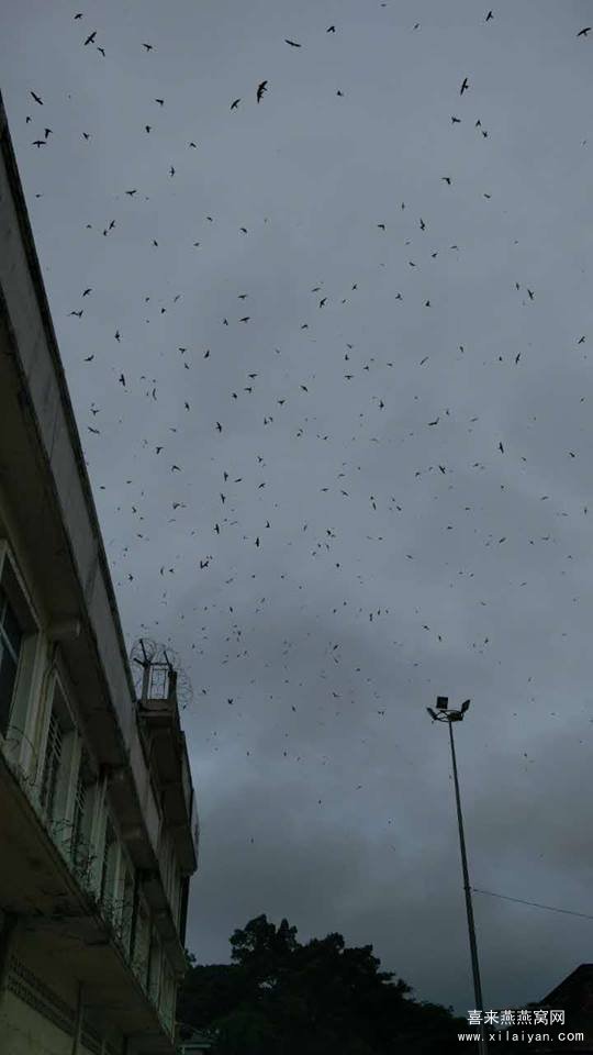 成群金丝燕在市区天空盘旋
